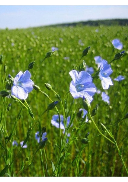 Keten Tohumu Yağı / Linseed Oil 50ML. indirimleri