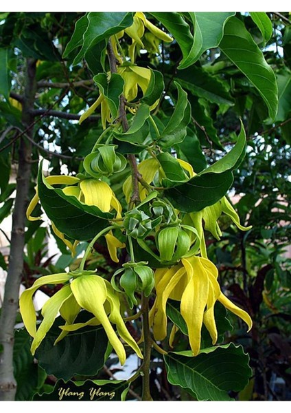 Ylang Ylang Yağı / Ylang Ylang Oil 20ML. fiyatları
