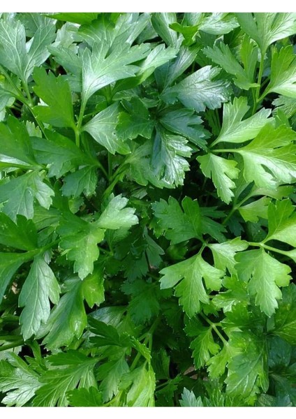 Maydanoz Tohumu Yağı / Parsley Oil 20ML fiyatları
