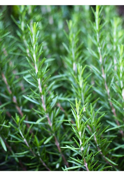 %100 Doğal Biberiye Hidrosolü – Rosemary Hydrosol 500ML | Saç Dökülmesi & Canlandırıcı fiyatları
