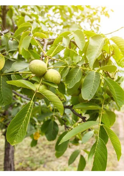 Ceviz Yağı / Walnut Oil 50ML. modelleri