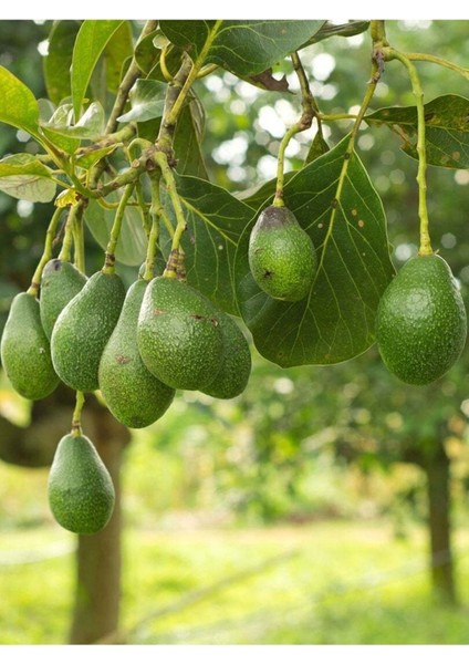 Avokado Yağı / Avocado Oil 50ML. modelleri