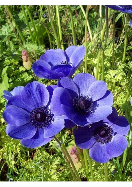 Mavi Anemon Yağı / Blue Anemone Oil 20ML fiyatları