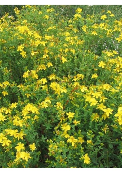 Sarı Kantaron Yağı St.john's Wort Oil 50 ml indirimleri