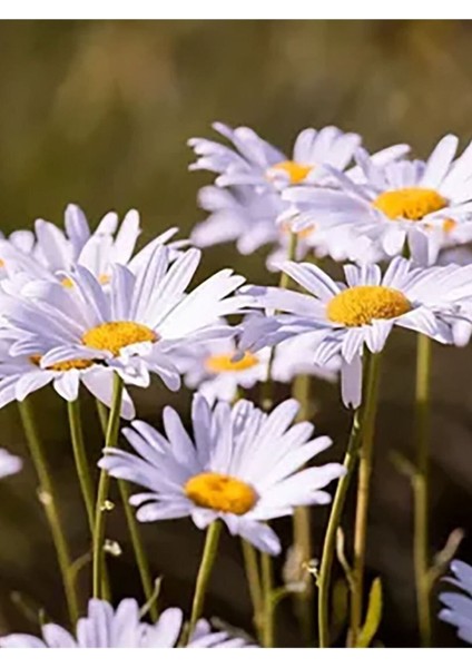 Papatya Hidrosolü / Daisy Hydrosol 500ML fiyatları