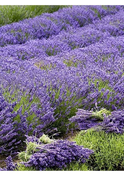 Lavanta Yağı / Lavander Oil 20ML indirimleri