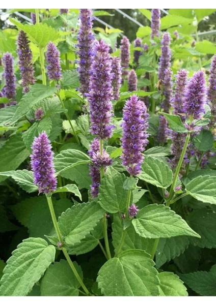 Paçuli Yağı / Patchouli Oil 20 ml modelleri