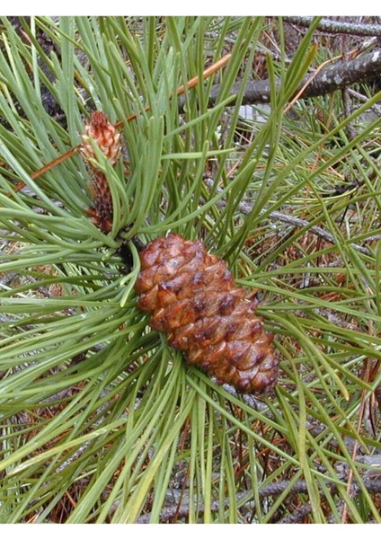 Çam Terebentin / Pine Turpentine Oil 20ML fiyatları