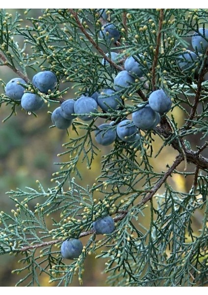 Ardıç Yağı / Juniper Oil 20ML fiyatları
