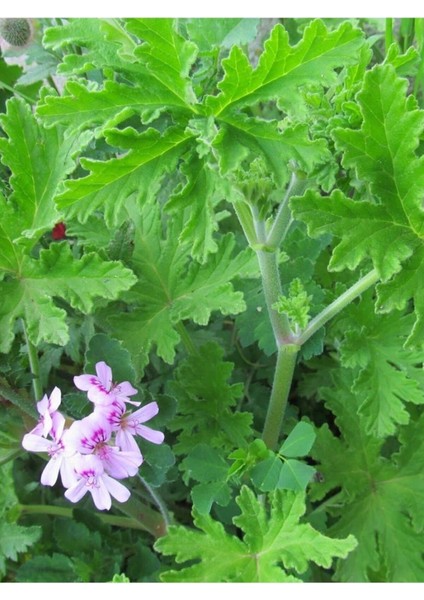 Itır Yağı (Geranium Oil) 20 ml – Stres Azaltıcı & Cilt Dengeleyici Doğal Yağ modelleri