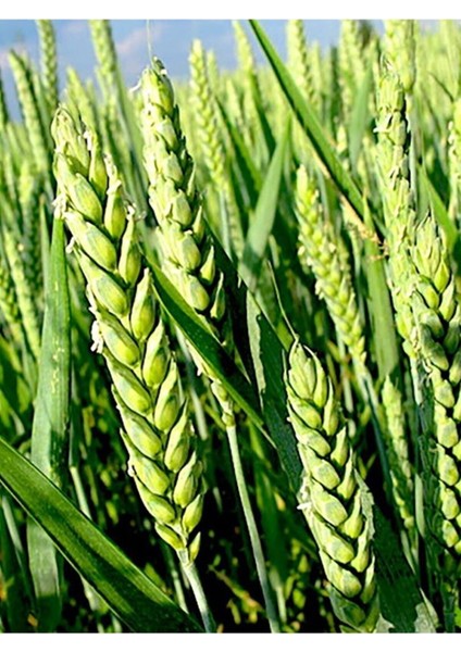 Buğday Ruşeym Yağı / Wheat Germ Oil 50ML. fiyatları