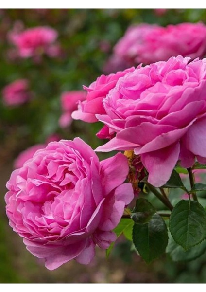 Saf Gül Yağı – Rose Oil 20ML | Anti-Aging & Cilt Bakımı fiyatları