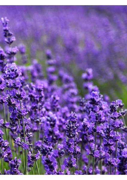 Lavanta Hidrosolü / Lavender Hydrosol 500ML (Lavandula Angustifolia) fiyatları