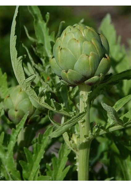 Enginar Hidrosol / Artichoke Hydrosol 500ML. modelleri