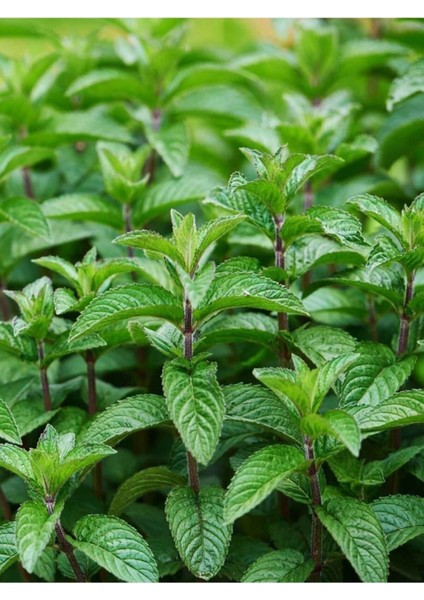 Nane Yağı / Mint Oil 20ML fiyatları