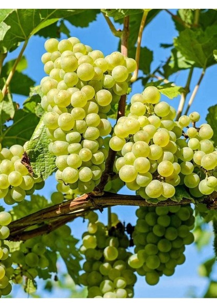 Üzüm Çekirdeği Yağı / Grape Seed Oil 50ML. modelleri