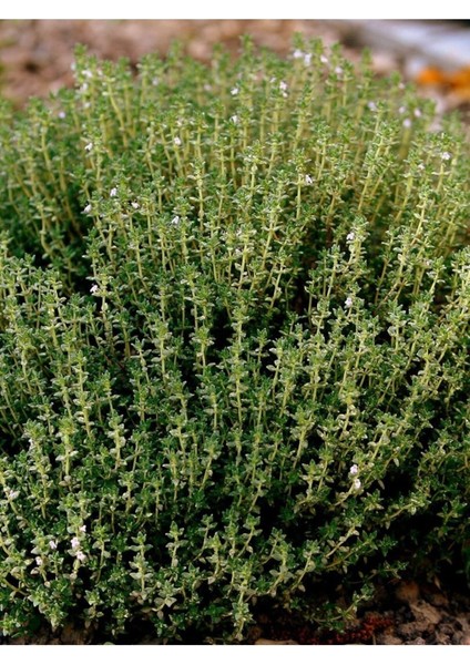 Kekik Yağı / Thyme Oil 20ML fiyatları