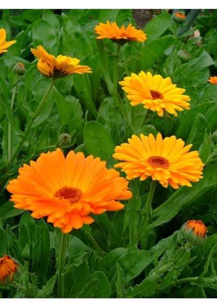 Aynısefa Yağı / Calendula Oil 20ML fiyatları
