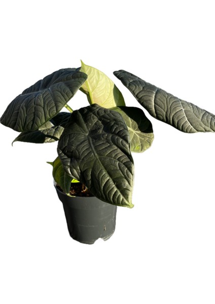 Alocasia Maharani (Fil Kulağı)