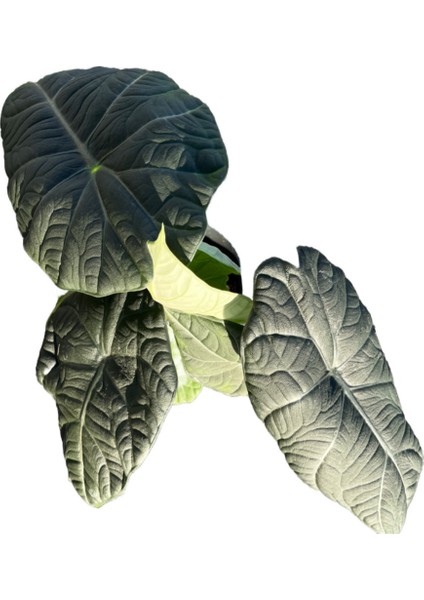 Alocasia Maharani (Fil Kulağı) fiyatları