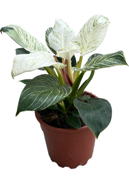 Philodendron 'Birkin'