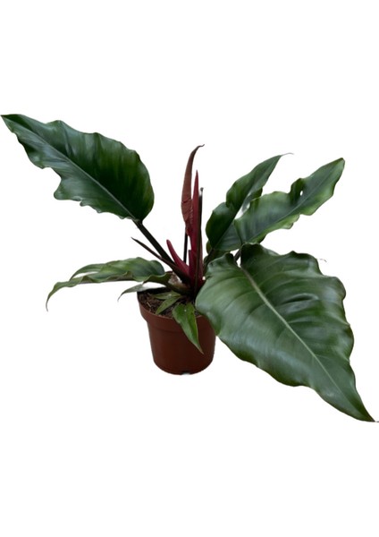 Philodendron 'Caramel'