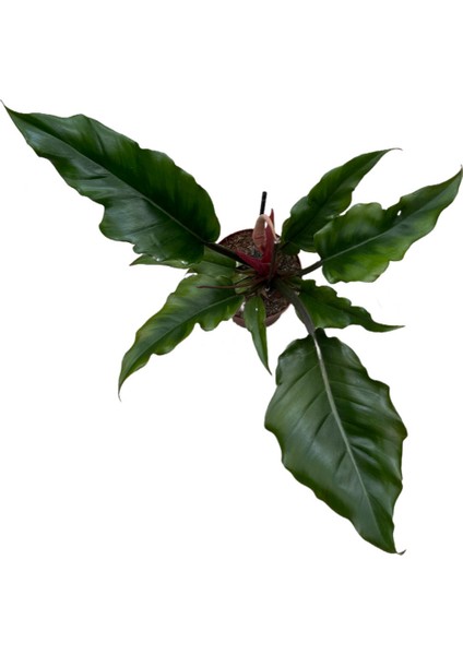 Philodendron 'Caramel' fiyatları