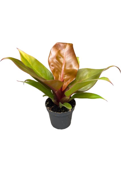 Philodendron 'Prince of Orange'