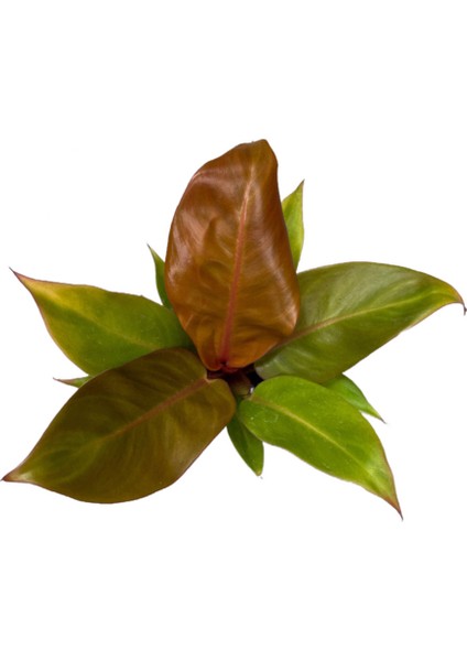 Philodendron 'Prince of Orange' fiyatları