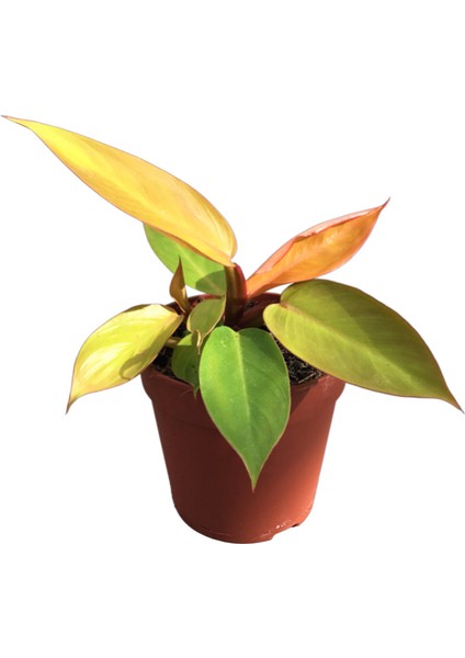 Philodendron 'Prince of Orange'