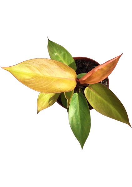 Philodendron 'Prince of Orange' fiyatları