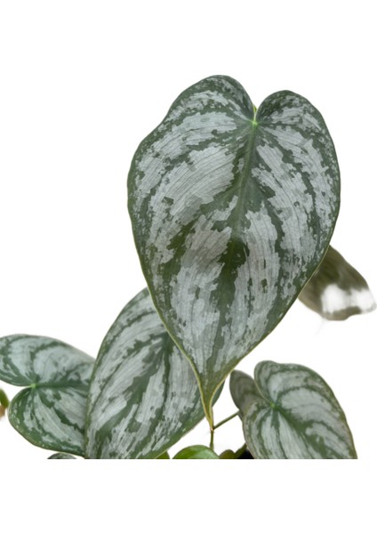 Philodendron Brandtianum fiyatları