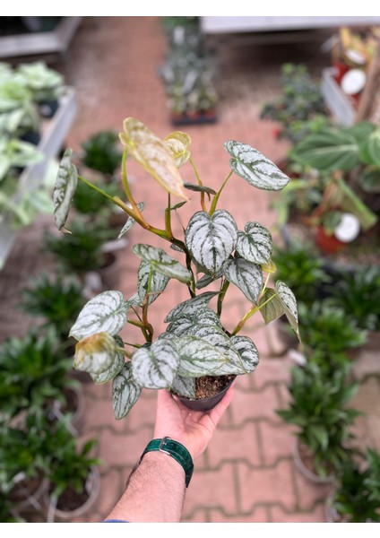 Philodendron Brandtianum modelleri