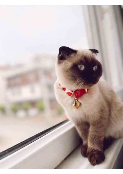 Sevimli Kedi Boyun Tasması, Renkli ve Rahat, Pet Dostu Tasarım modelleri