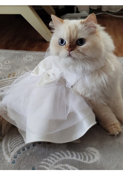 Sevimli Köpek ve Kedi Içi Şık Beyaz Elbise, Rahat ve Şık Tasarım fiyatları