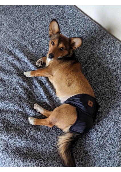 Yıkanabilir Dişi Köpek Regl ve Çiş Külodu, Pedli, Rahat ve Şık Tasarım