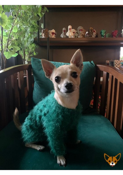 Yeşil Örme Kedi ve Köpek Kazağı 1-4 Kg, Şık ve Rahat Üst Giyim