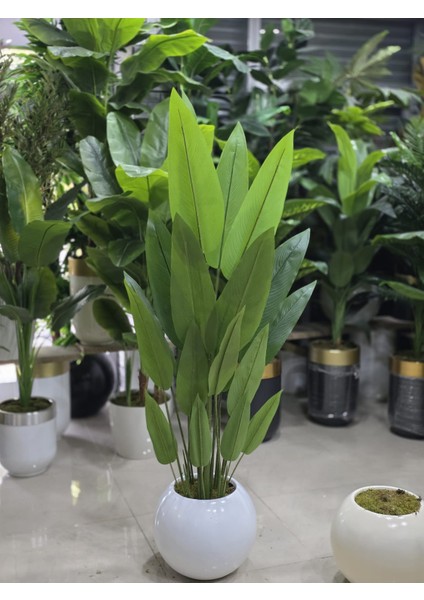 Beyaz Küre Saksıda Starliçe - 190 cm 6000 Tl