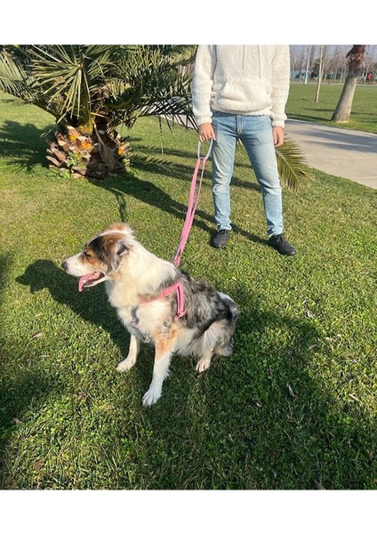 Gri Dönüştürülebilir Köpek Boyun Tasması, Rahat ve Şık Tasarım indirimleri