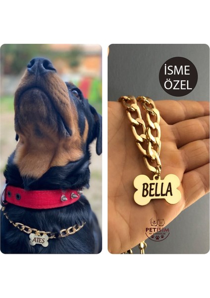 Altın Renkli Köpek Isimliği, Paslanmaz Zincir, Şık ve Dayanıklı Tasarım