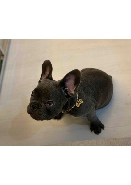 Altın Renkli Köpek Isimliği, Paslanmaz Zincir, Şık ve Dayanıklı Tasarım indirimleri
