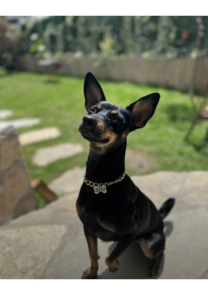 Altın Renkli Köpek Isimliği, Paslanmaz Zincir, Şık ve Dayanıklı Tasarım