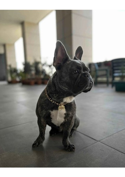 Altın Renkli Köpek Isimliği, Paslanmaz Zincir, Şık ve Dayanıklı Tasarım