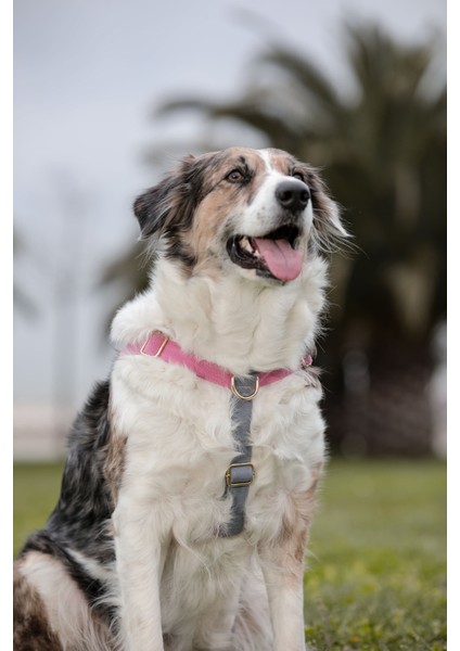 Gri Köpek Göğüs Tasması, Konforlu ve Şık Tasarım, Güvenli Kullanım. fiyatları