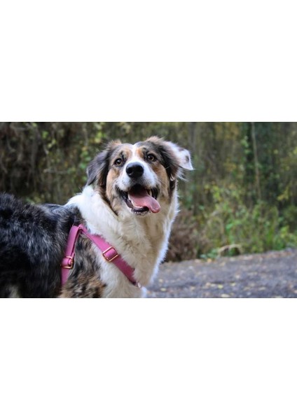 Gri Köpek Göğüs Tasması, Konforlu ve Şık Tasarım, Güvenli Kullanım. fırsatları