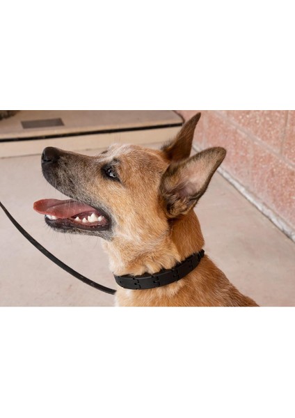 Siyah Köpek Eğitim Tasması - Rahat ve Güvenli Kullanım