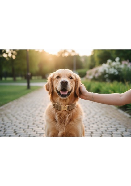 Bej Renkli Kişiselleştirilebilir Köpek Boyun Tasması, Tr Yapımı indirimleri