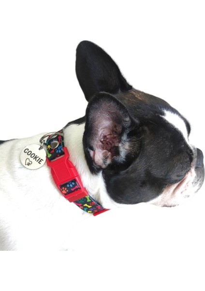 Ekru Küçük Irk Köpek Tasması ve Isimlik, Rahat ve Şık Tasarım. fırsatları