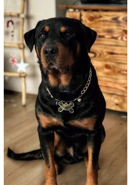 Büyük Irk Köpek Için Siyah Renk Kemik Isimlik ve Zincir