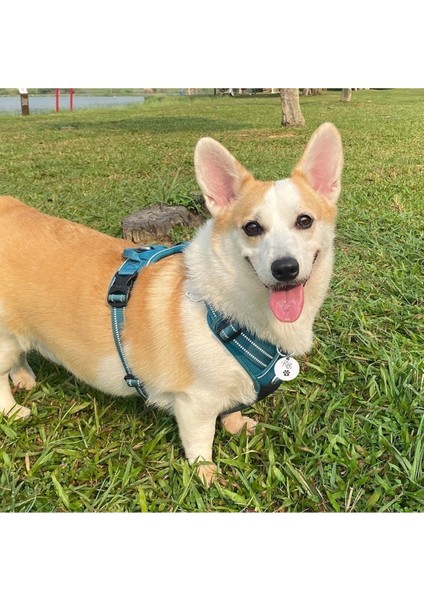 Gümüş Renkli Köpek ve Kedi Isimlikleri, Şık ve Kaliteli Tasarım indirimleri